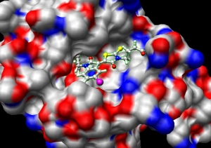A docked protein-drug complex
