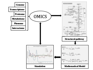 Fig: 2. OMICS generates data for developing structural pathway as well as parameter values are set from the same. A mathematical model model (formula), in the form of differential equations, form the reaction channels are derived and then executed using suitable algorithm. The resultant Simulation shows the dynamic behaviour of the system. This can be fluctuated by changing parameter values to obtain the close-up result form experimental data. 