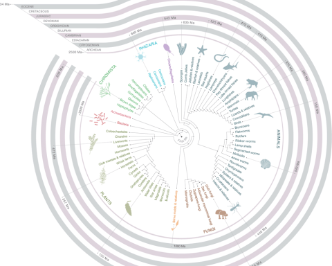 tree_of_life_full1