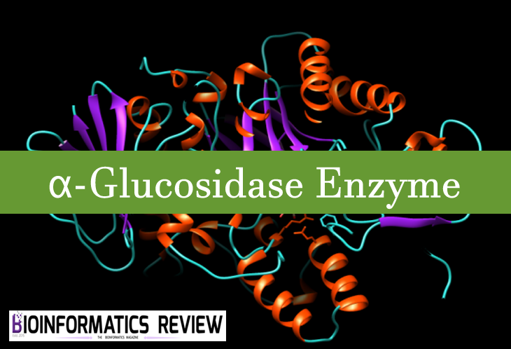 Homology Modeling Of α-Glucosidase Enzyme: 3D Structure Prediction ...