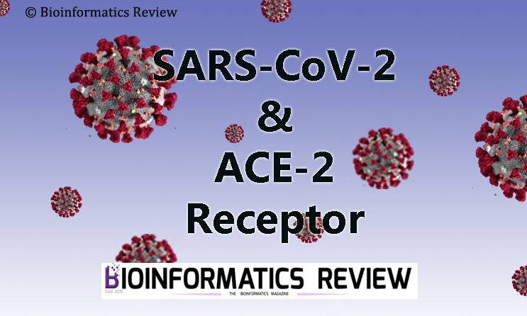 sars-cov-2 & ace-2 receptor